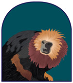 Digital Illustration